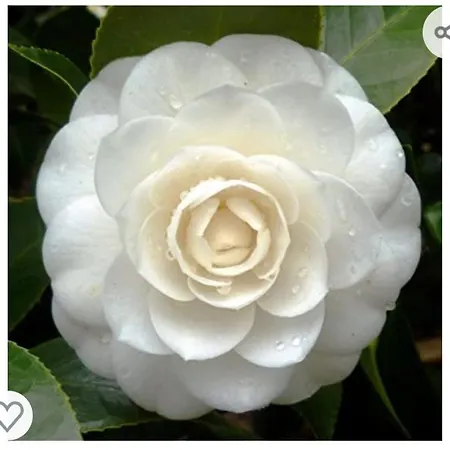 Bed & Breakfast La Camelia *